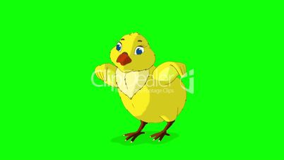 Yellow Chicken Stands and Tweets Chroma Key