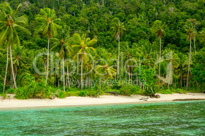 Wild Beach, Jungle and Palm Trees