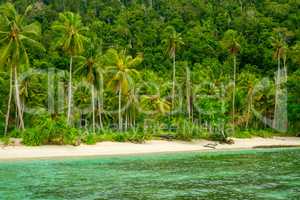 Wild Beach, Jungle and Palm Trees