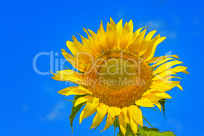 Closeup of flower sunflower