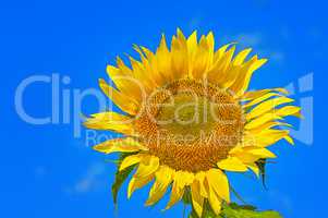 Closeup of flower sunflower