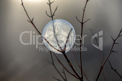 Frozen soap bubble in the branch