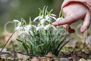 Child touches snowdrop with finger