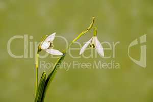 Snowdrop as a still life