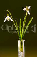 Snowdrop as a still life