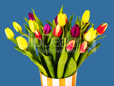 Fresh colorful tulips