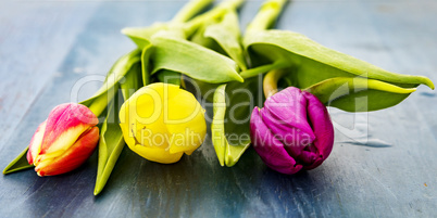 Fresh colorful tulips