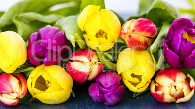 Fresh colorful tulips