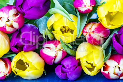 Fresh colorful tulips