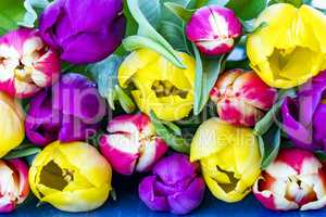 Fresh colorful tulips