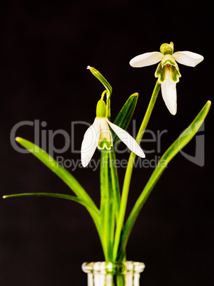 Snowdrop as a still life