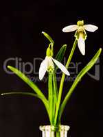 Snowdrop as a still life