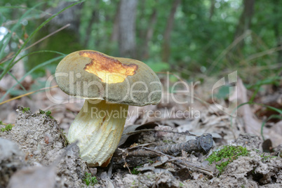 Xerocomus subtomentosus or Suede bolete mushroom