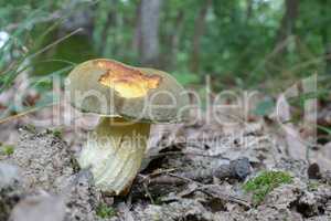 Xerocomus subtomentosus or Suede bolete mushroom