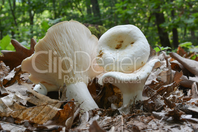 Lactarius piperatus or Peppery milkcap mushroom