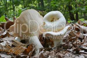 Lactarius piperatus or Peppery milkcap mushroom