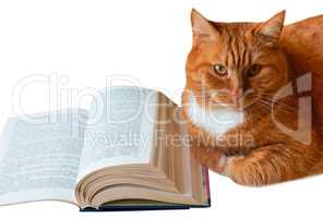red cat and book, cat reading book, book open and next to a red house cat, book-u-turn