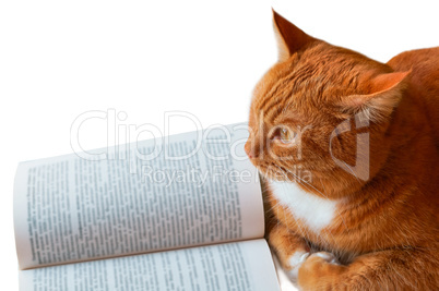 red cat and book, cat reading book, book open and next to a red house cat, book-u-turn