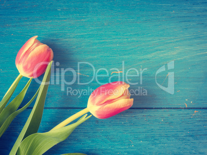 Beautiful tulips, springtime background