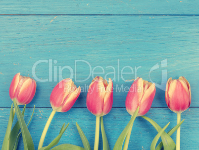 Beautiful tulips, springtime background