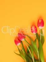 Springtime background with beautiful tulips
