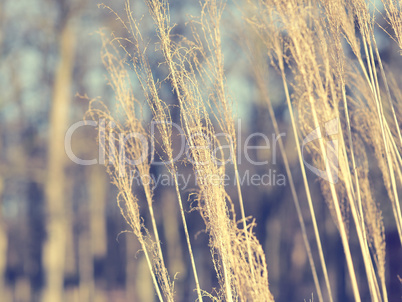 Pampas grass, Cortaderia selloana close up