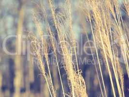 Pampas grass, Cortaderia selloana close up
