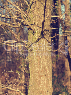 Close up of a beautiful tree