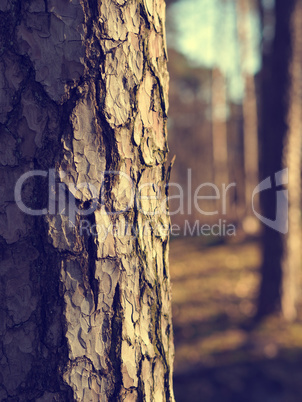 Close up of a beautiful tree