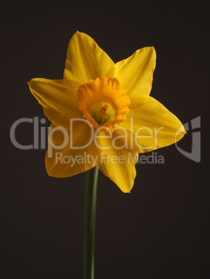 Beautiful daffodil on a dark background