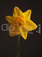 Beautiful daffodil on a dark background