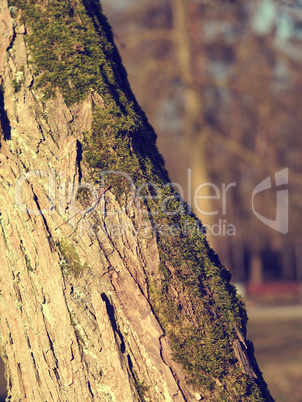 Close up of a beautiful tree