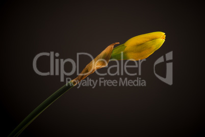 Beautiful daffodil close up