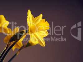 Beautiful daffodils on a dark background