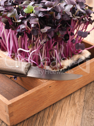 Red radish sprouts in a wooden box