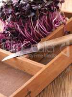 Red radish sprouts in a wooden box