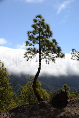 Wolke an der Cumbre, La Palma