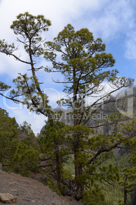 Kanarische Kiefer auf La Palma