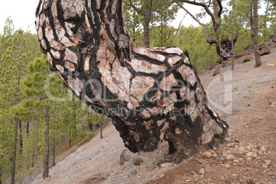 Kanarische Kiefer auf La Palma