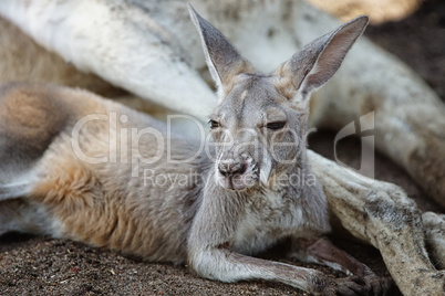 Rotes Riesenkänguru, Macropus rufus