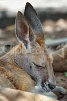 Rotes Riesenkänguru, Macropus rufus