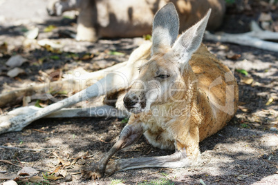 Rotes Riesenkänguru, Macropus rufus