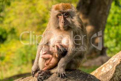 Portrait of a monkey with a cub