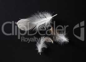 Three white feathers