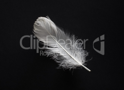 Feather on black