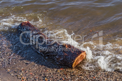 baumstumpf am strand