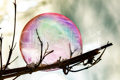 Frozen soap bubble in the branch