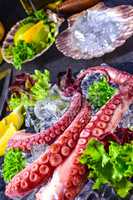 raw octopus on the ice