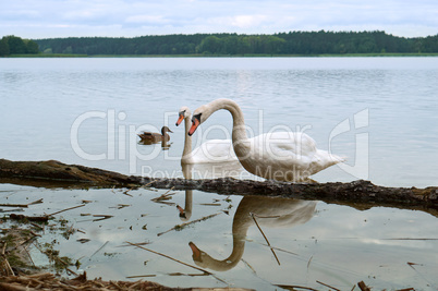 swans came on shore, the swans on the lake, water birds in natural conditions