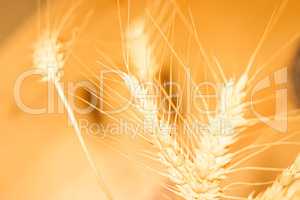 Wheat abstract background